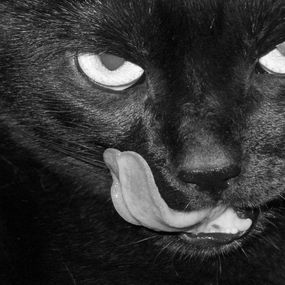 Okładka cytatu To, czy czarny kot sprowadza nieszczęście, zależy głównie od tego, ...