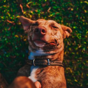 Okładka artykułu 5 rzeczy, za które możesz być wdzięczny swojemu psu
