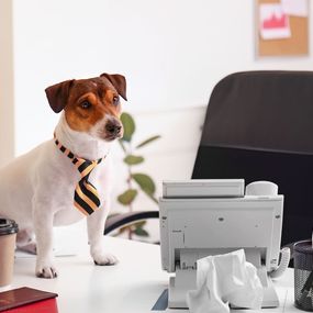 Okładka artykułu Coraz więcej osób decyduje się na psa w pracy. Czy to dobry pomysł?