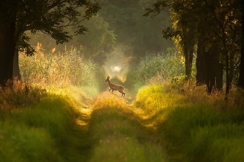 Nadzieja to pożyczka, którą udziela nam szczęście.