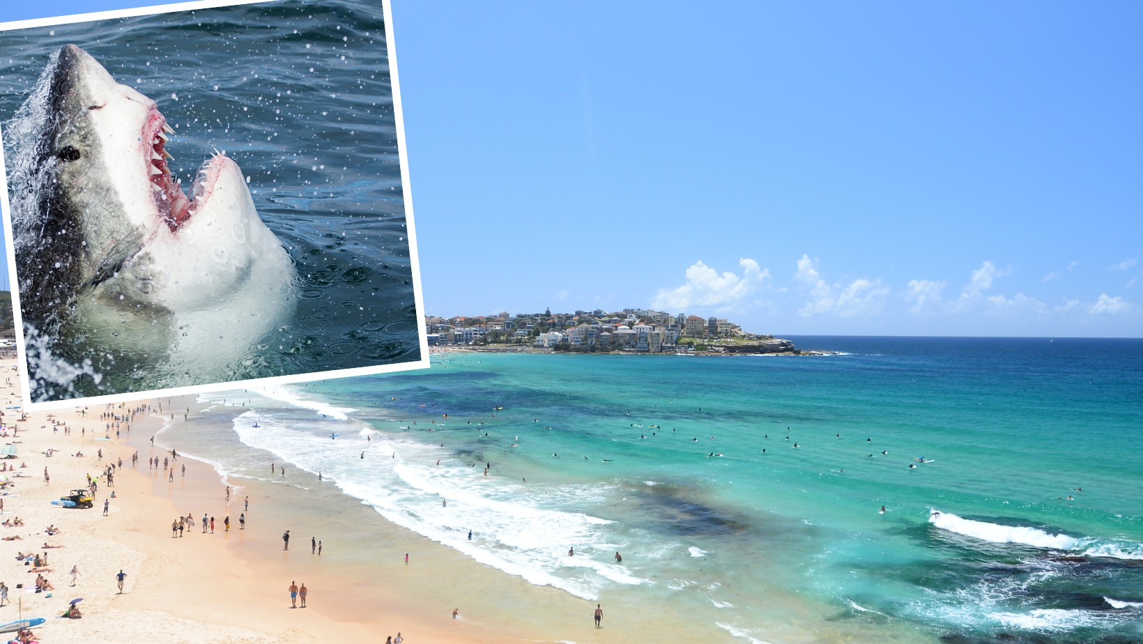 Tragiczny atak rekina! Nie żyje młoda kobieta!