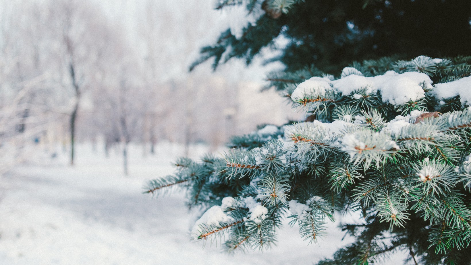 Zdjęcie Zima powraca – śnieg i mróz niemal w całej Polsce! #1