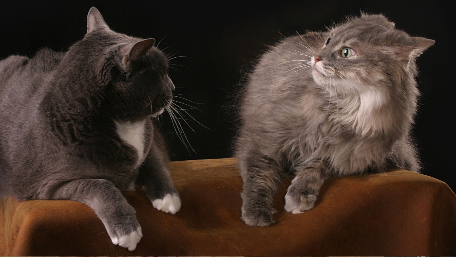 Jak żyć z CHOLERYKIEM?