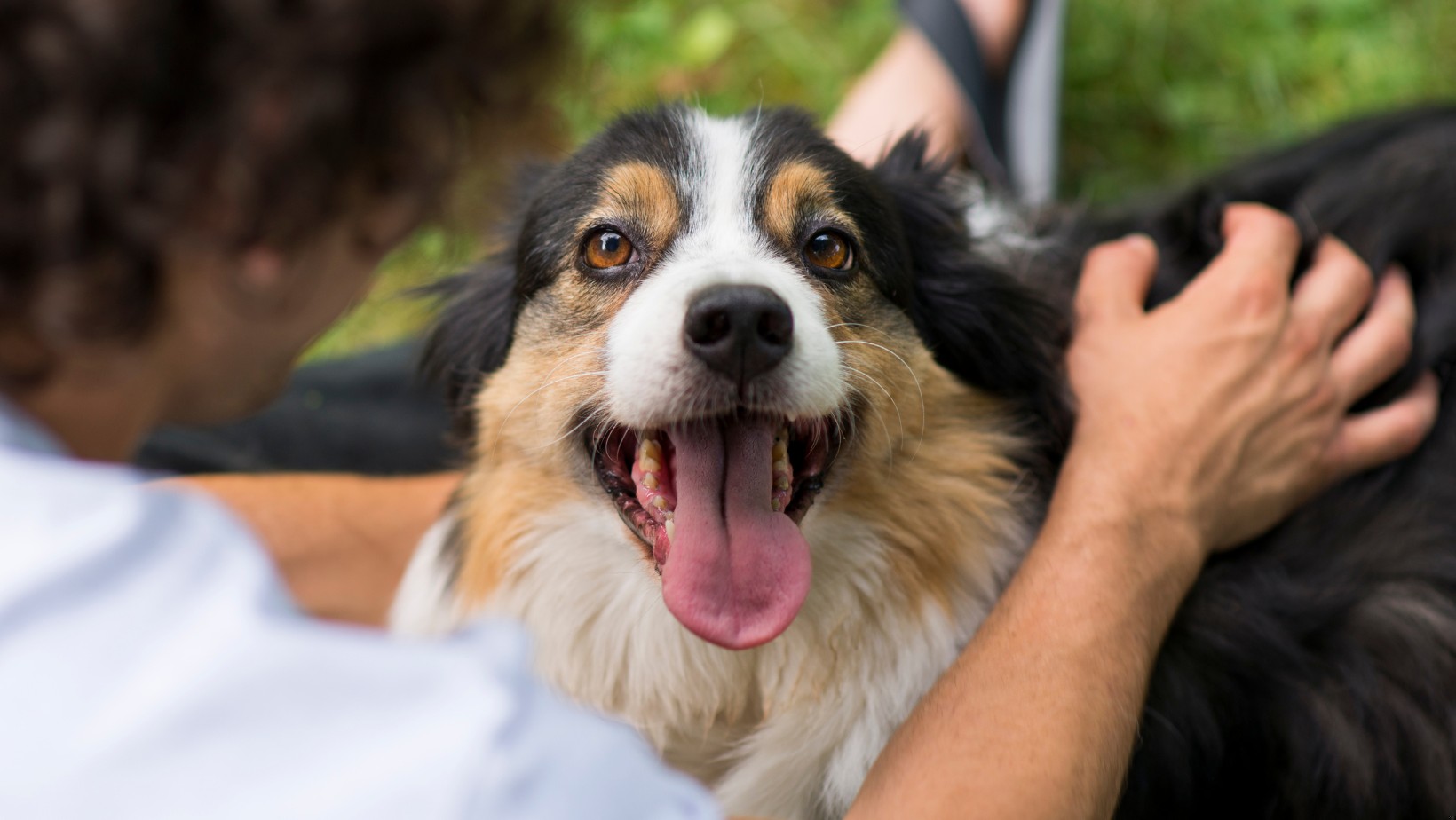 Nie tylko najlepszy przyjaciel człowieka, ale lek na stres!