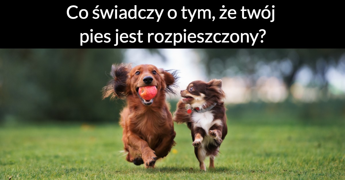 Co świadczy o tym, że twój pies jest rozpieszczony?