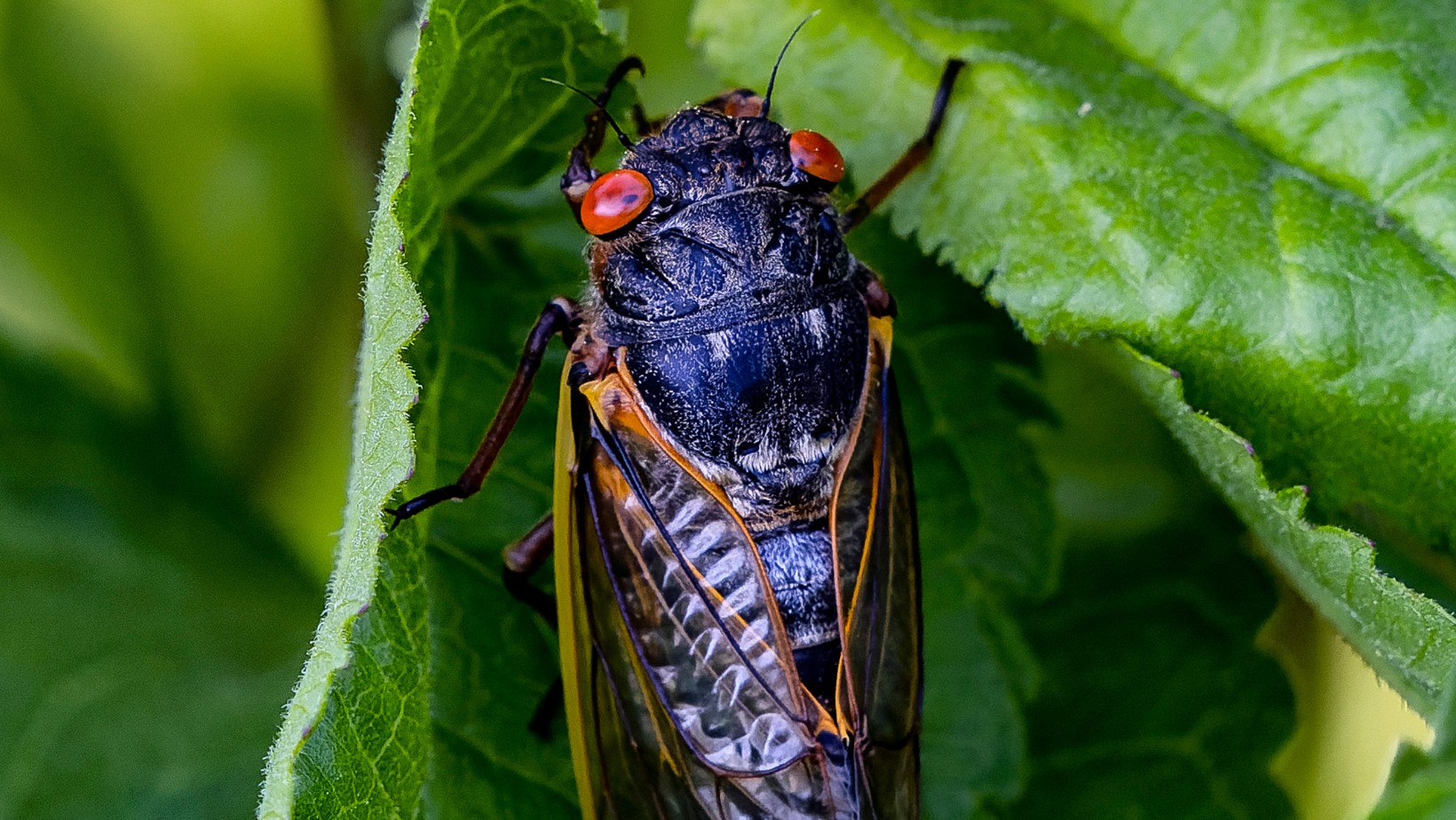 Takie zjawisko występuje raz na 200 lat! To wkrótce wydarzy się w USA!