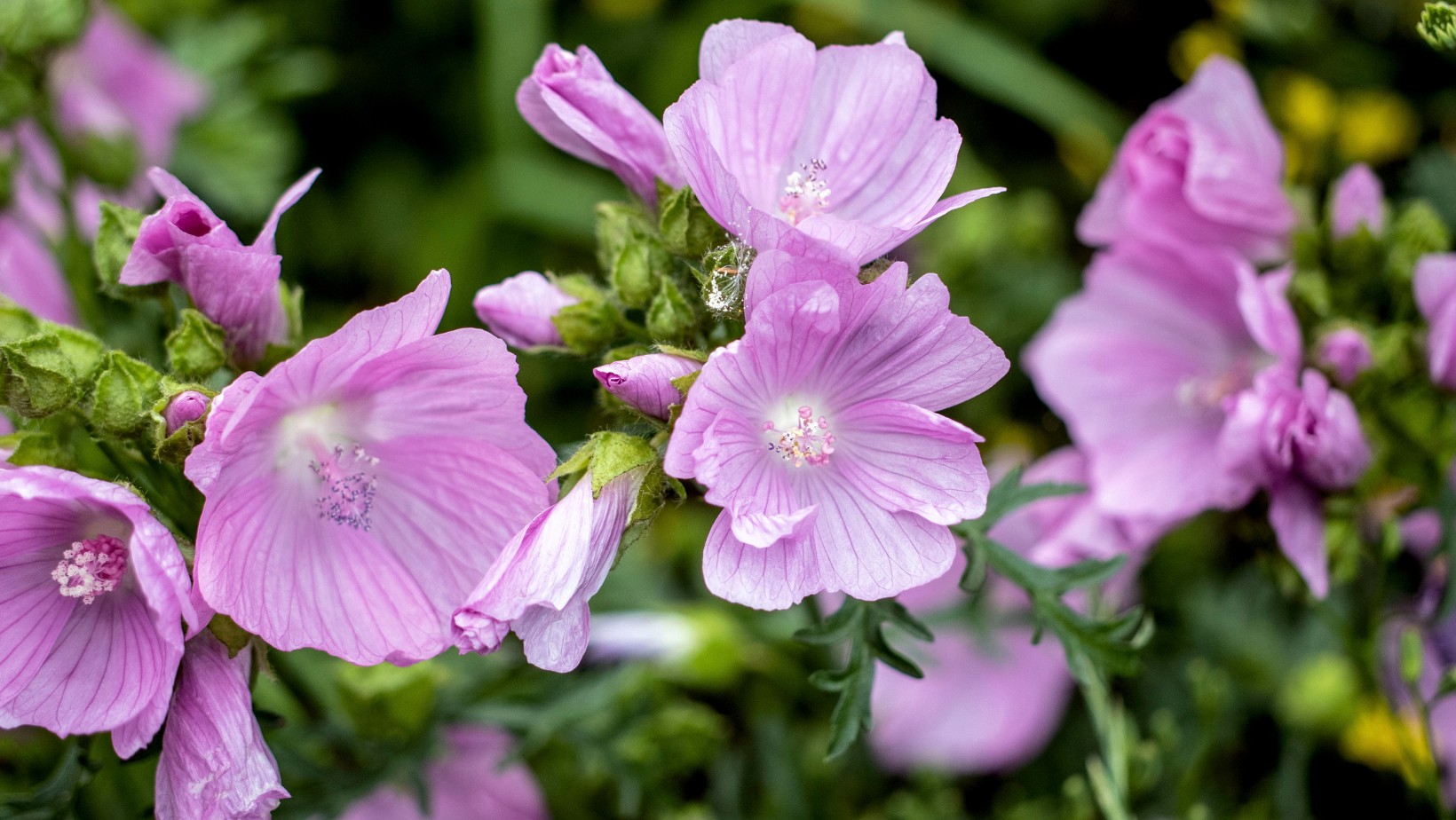 Zdjęcie Ten kwiat symbolizuje samotność. Lepiej nie trzymać go w domu #1