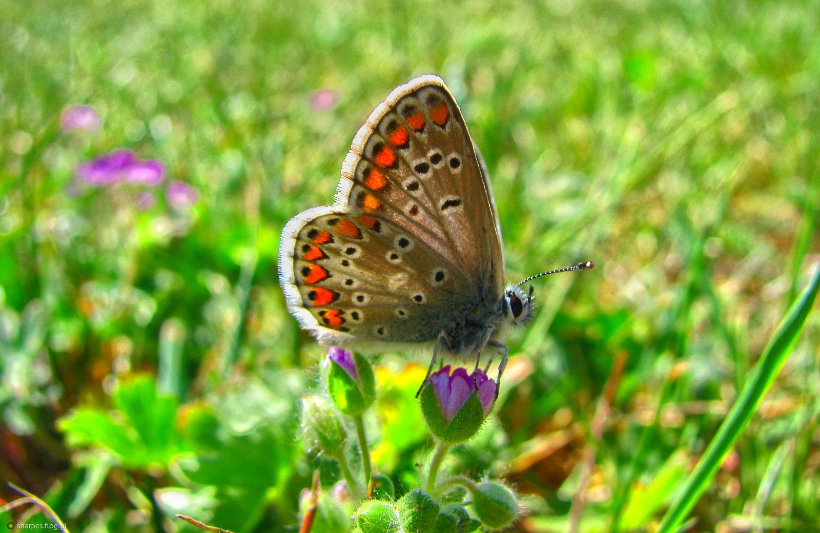 Ty wskrzeszasz radości, ty koisz boleści, O wiosno nadziejo!