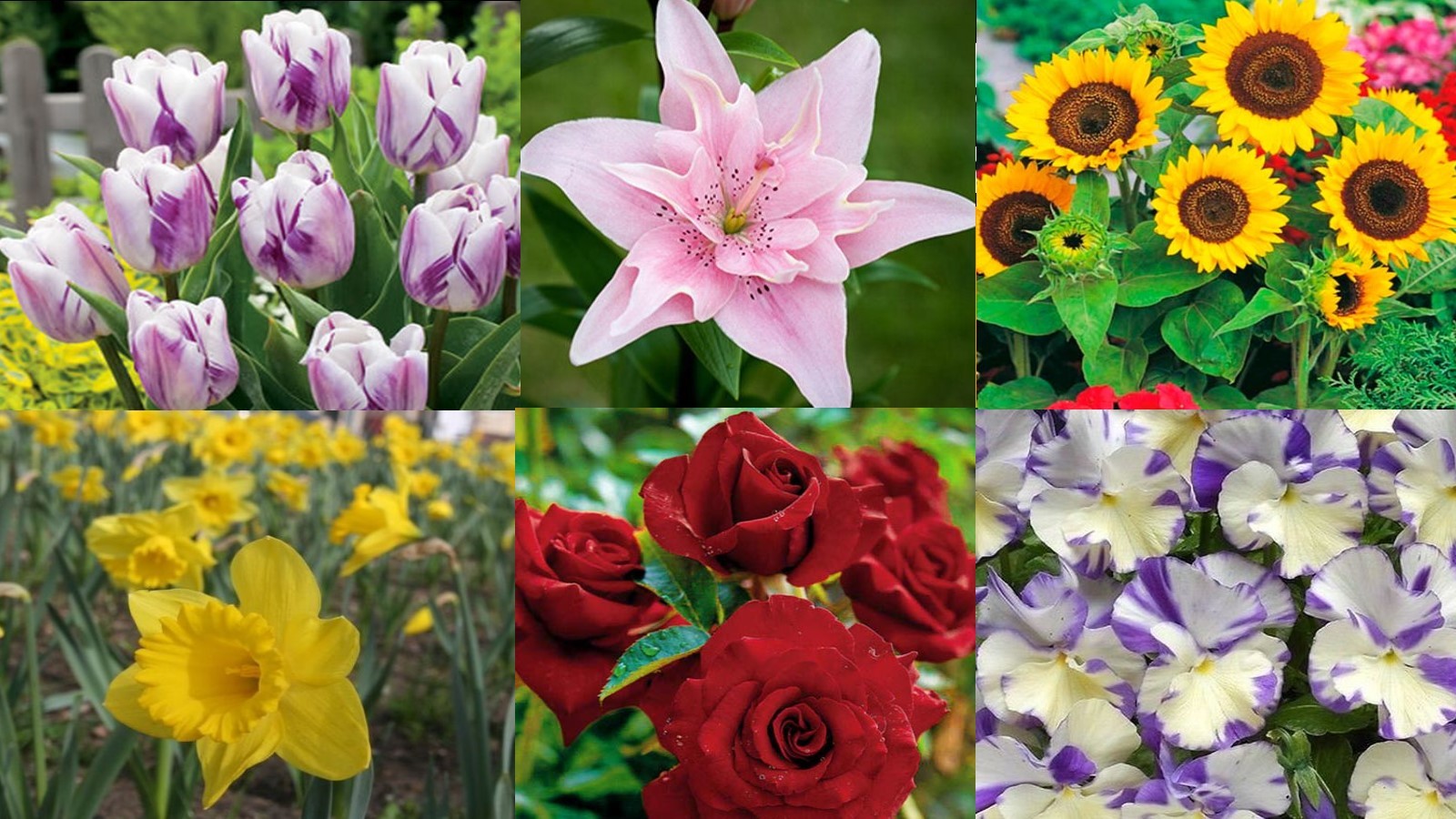 Psychotest – wybierz ulubiony kwiat, który powie prawdę na temat Twojej osobowości.