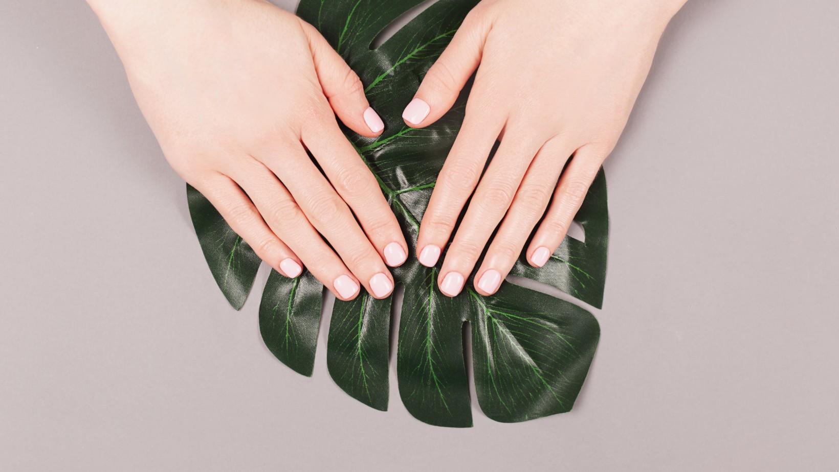 Użyj liścia tego kwiatka a przyciągniesz pieniądze!