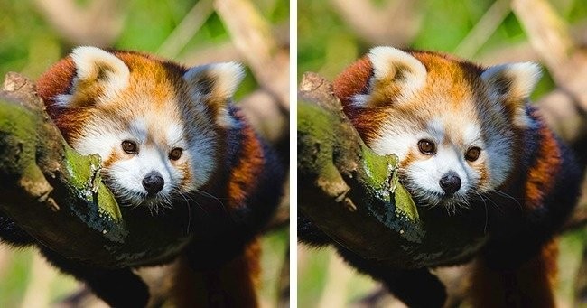 Zdjęcie Sprawdź czy jesteś spostrzegawczy. 
Znajdź jedną różnicę na tych 10 zdjęciach! #6