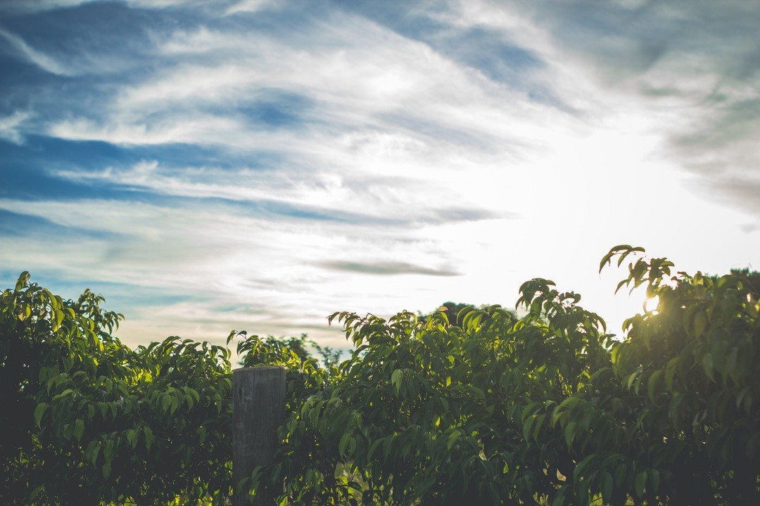 Ale jest chory, gnije od środka.