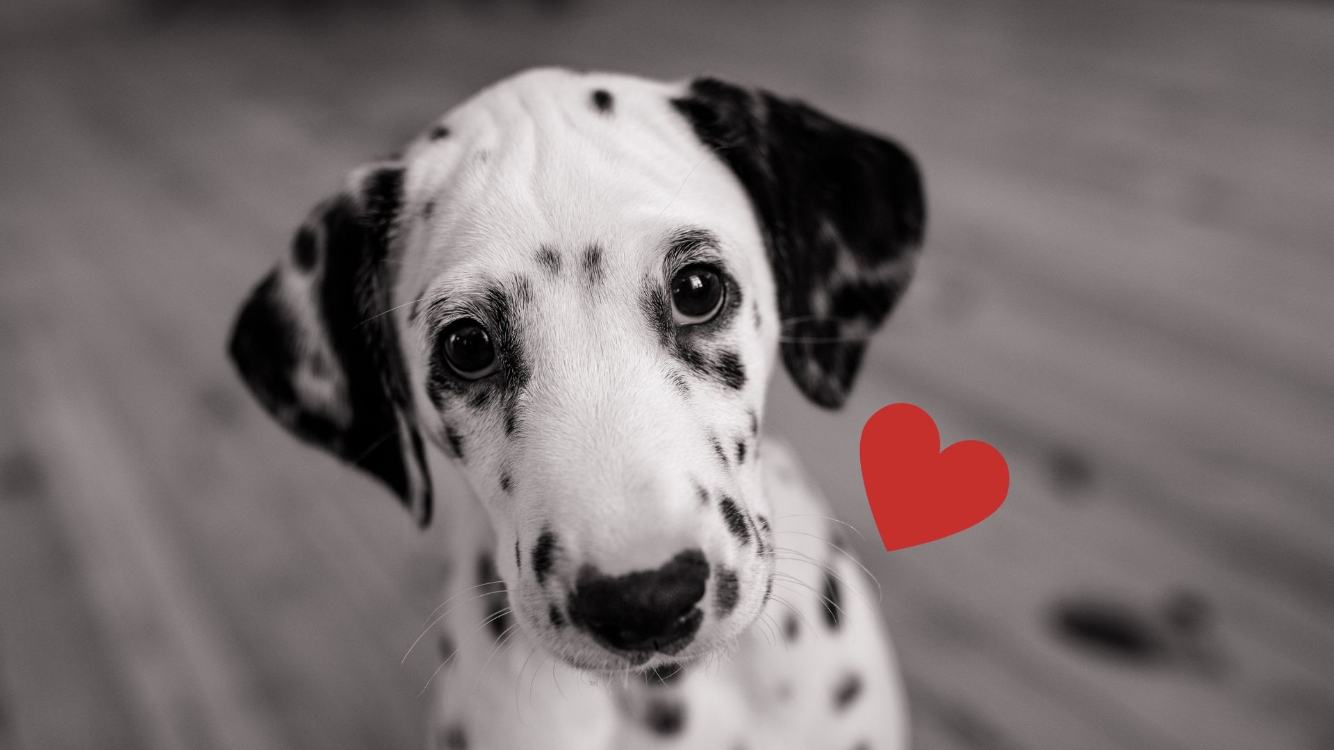 Ta historia pokazuje, że psy potrafią być naprawdę wdzięczne