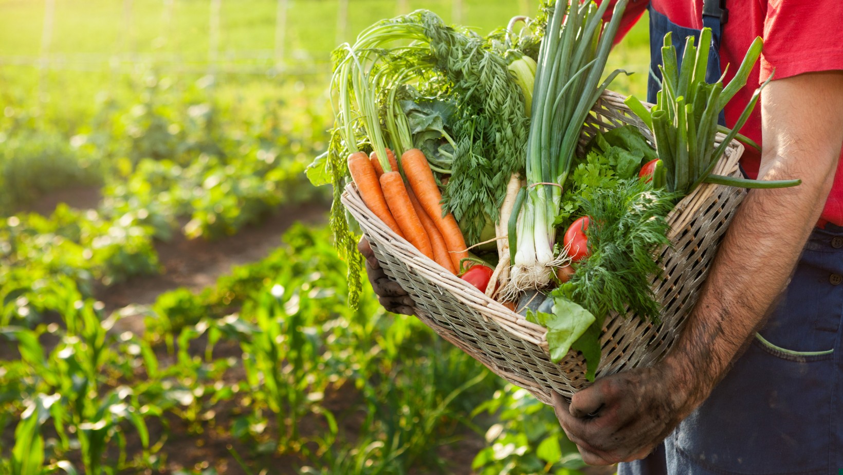 Zakaz uprawy warzyw w ogródku?! Czy Unia Europejska dokona takich zmian?!