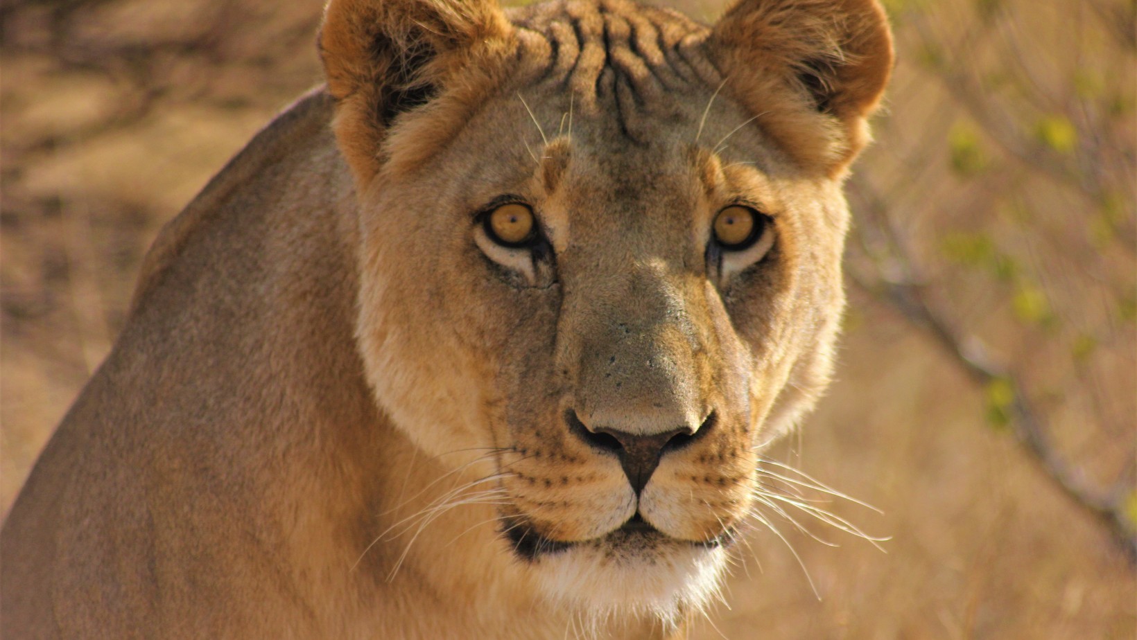 Helikoptery, radiowozy i drony w akcji. Trwa obława na LWA!