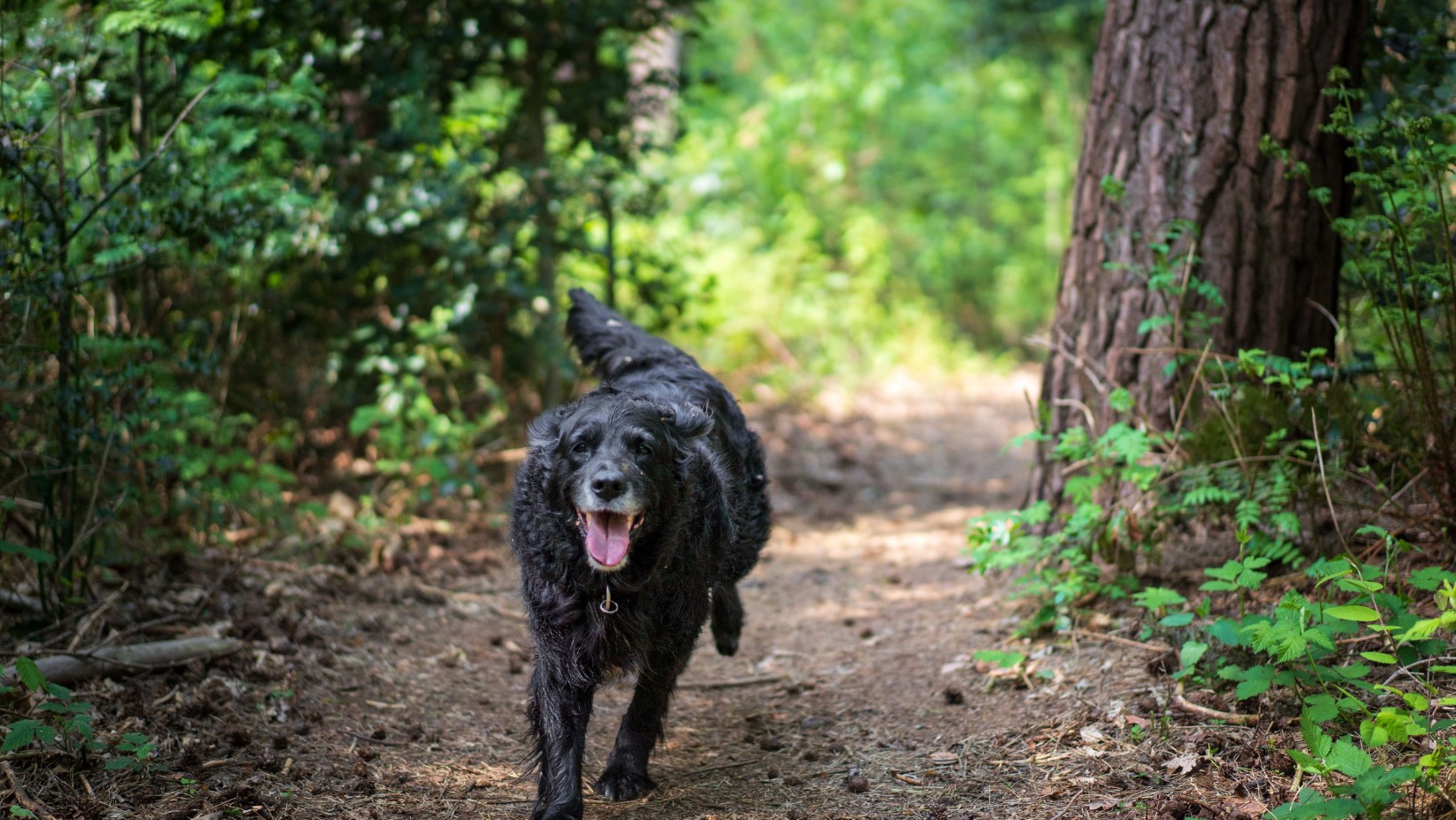 Zdjęcie Wychodzisz z psem na spacer?! Wysokość mandatu w tym przypadku to nawet 5 tysięcy złotych! #1