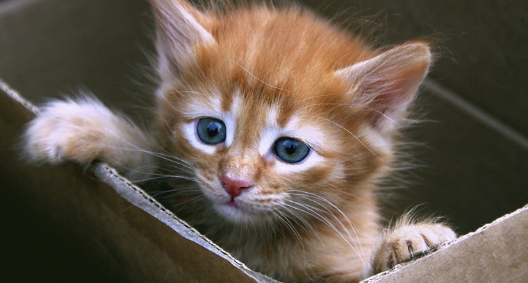 Życie jest za krótkie, żeby być małym.