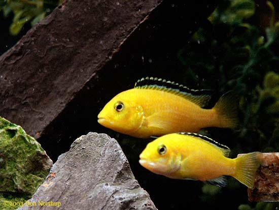 Żółci są na świecie po to, żebyśmy się dowiedzieli, czego …