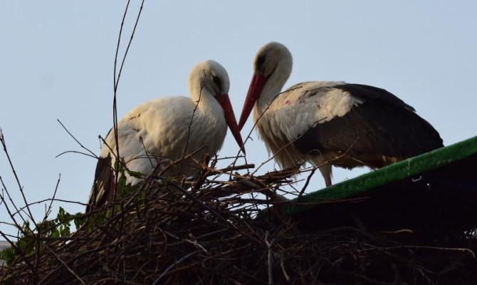 Razem na zawsze – wyjątkowa miłosna historia Maleny i Klepetana