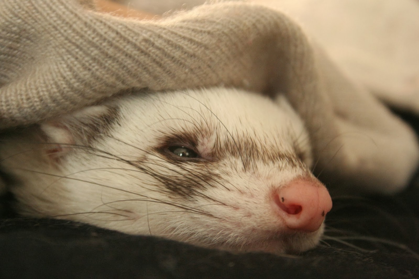 Kogo strach raz zwyciężył, ten zostanie jego niewolnikiem na całe …