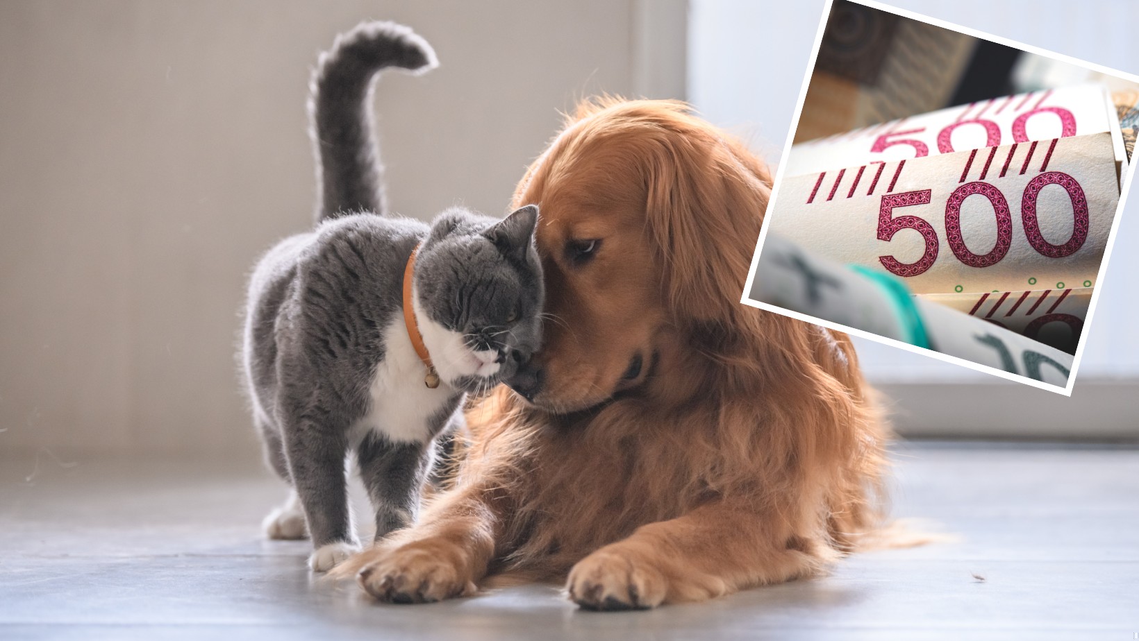 500 plus na psa i kota. Pomoc finansowa nie dla wszystkich!