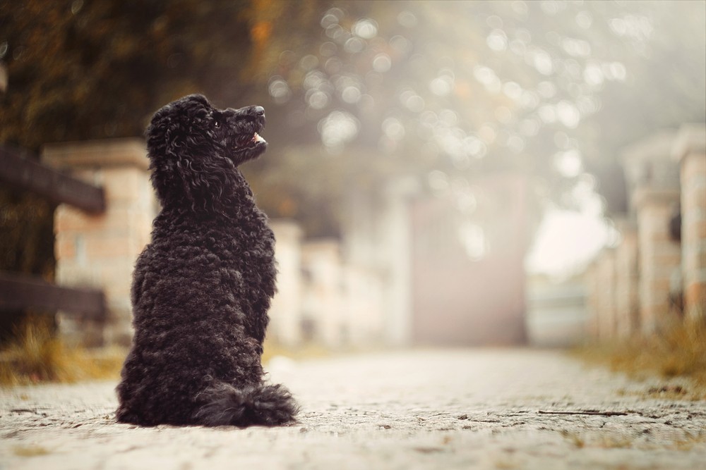 Jeśli dobrze się wwąchać, to wszędzie śmierdzi.