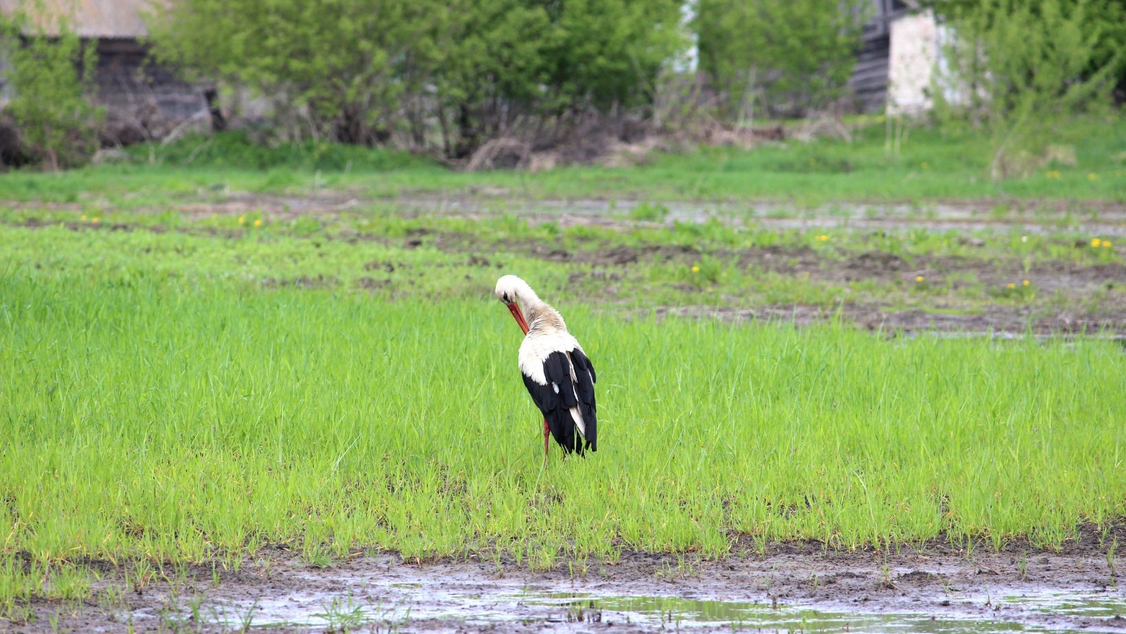Zdjęcie Widok bociana nie zawsze oznacza szczęście! W tym wypadku to zła wróżba! #1