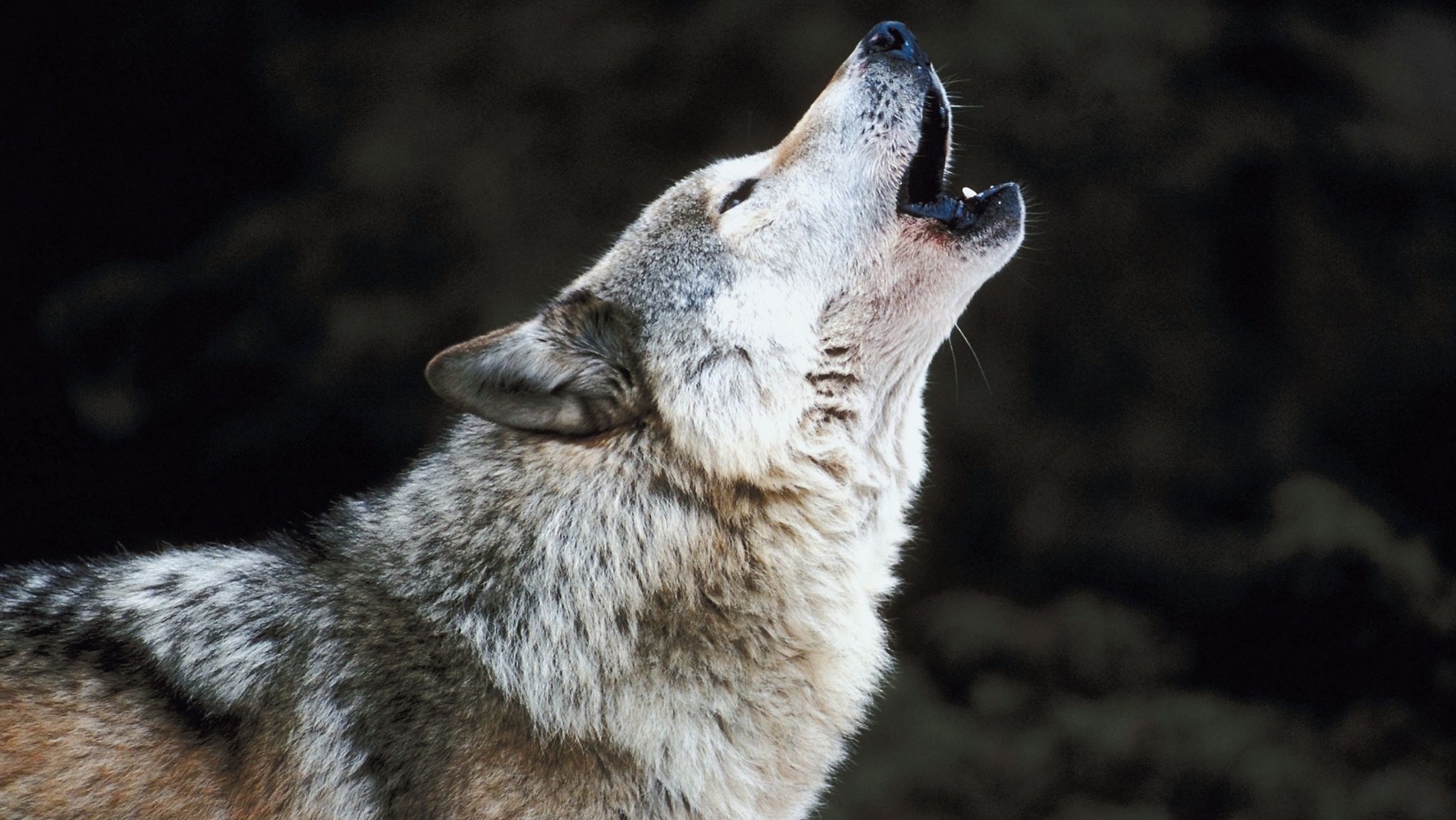 Wilk zaatakował dziecko na oczach matki!