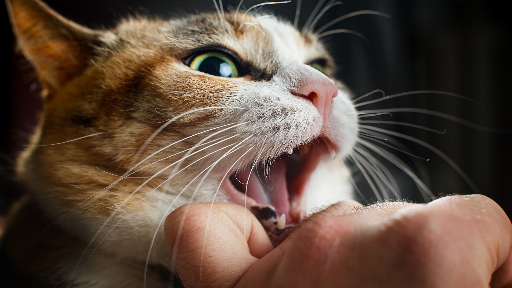 Zdjęcie Posiadasz kota? Te badania mogą zaskoczyć! #1