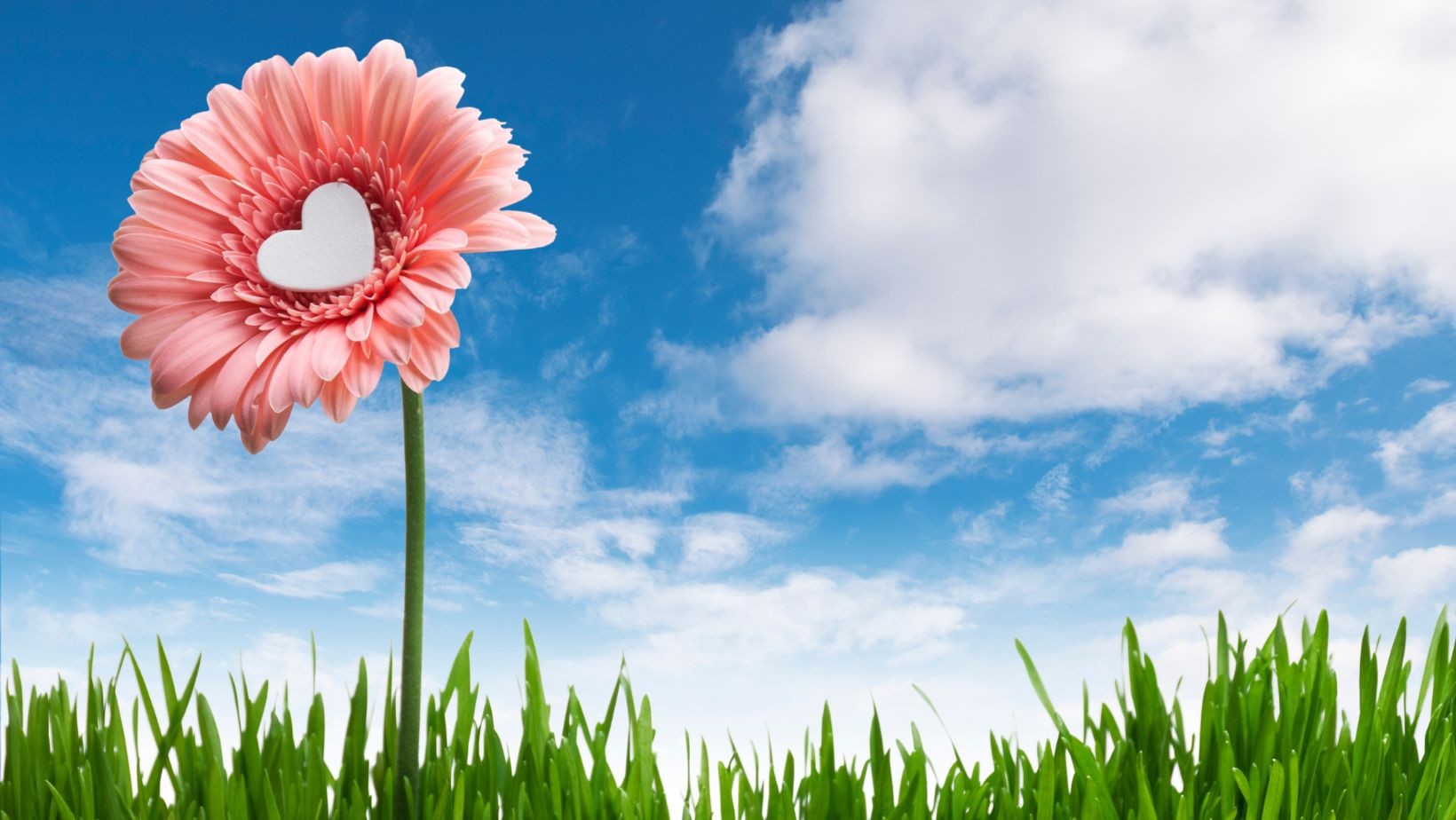 Te trzy znaki zodiaku już wiosną znajdą wielką miłość! Kto powinien mieć oczy szeroko otwarte?