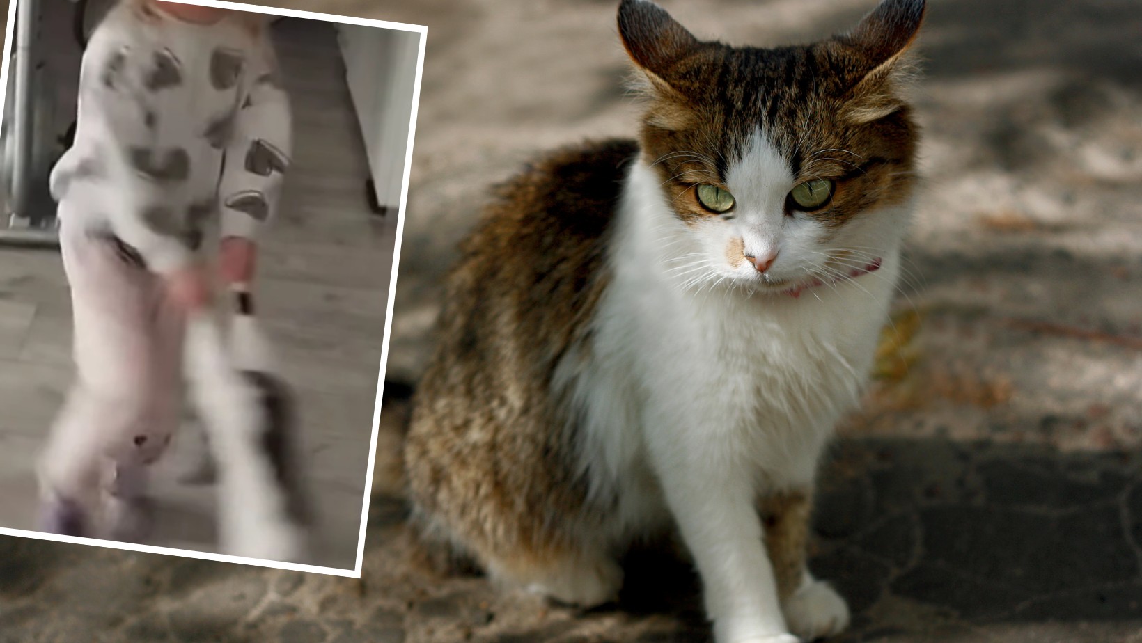 Matka nagrała dziecko znęcające się nad kotem. Teraz apeluje o pomoc