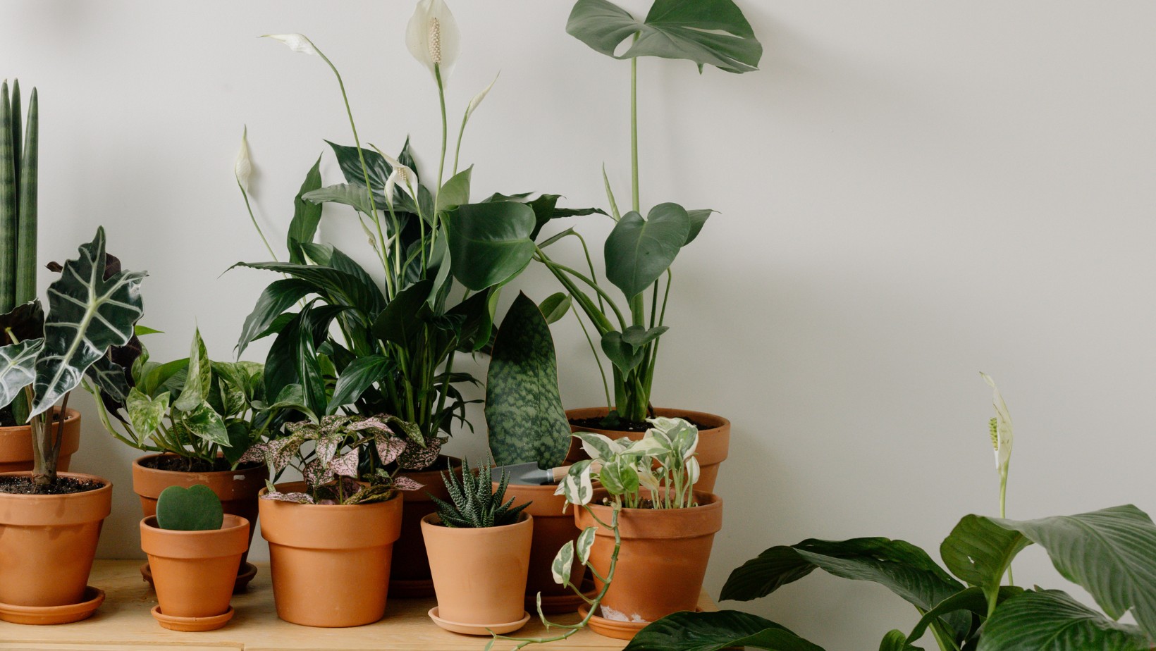 Te rośliny przynoszą szczęście. Warto je mieć w swoim domu