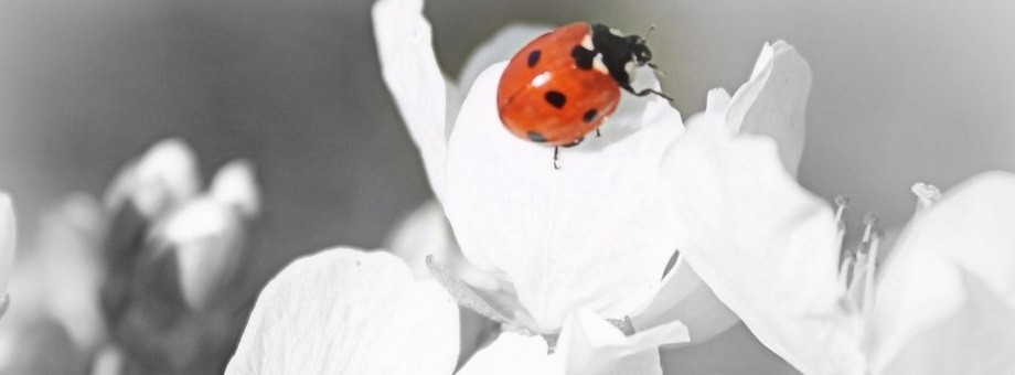 Lenistwo w miłości jest niewybaczalną zbrodnią.