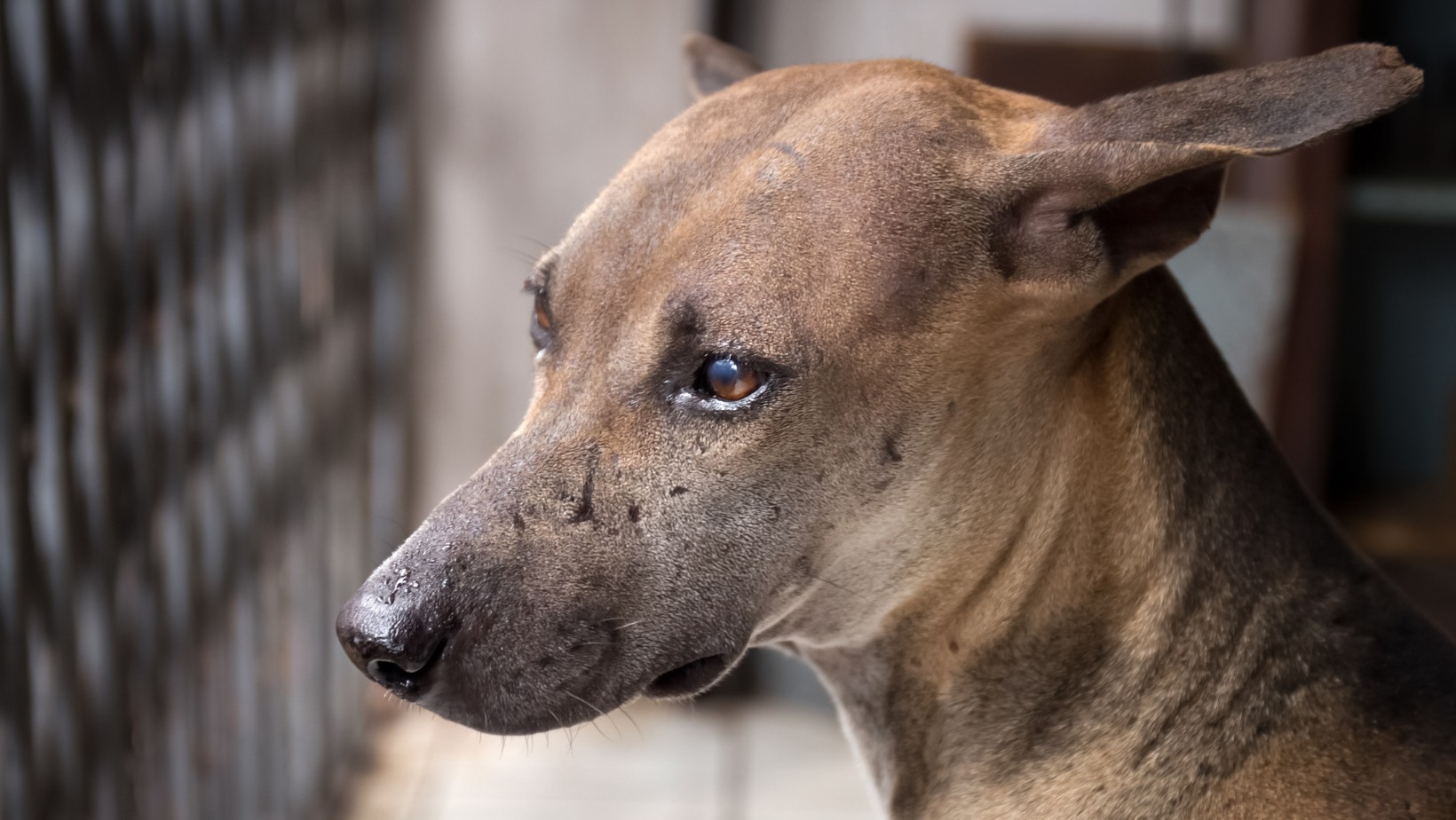 Chwycił psa i rzucił nim o ziemię! Grozi mu 5 lat więzienia