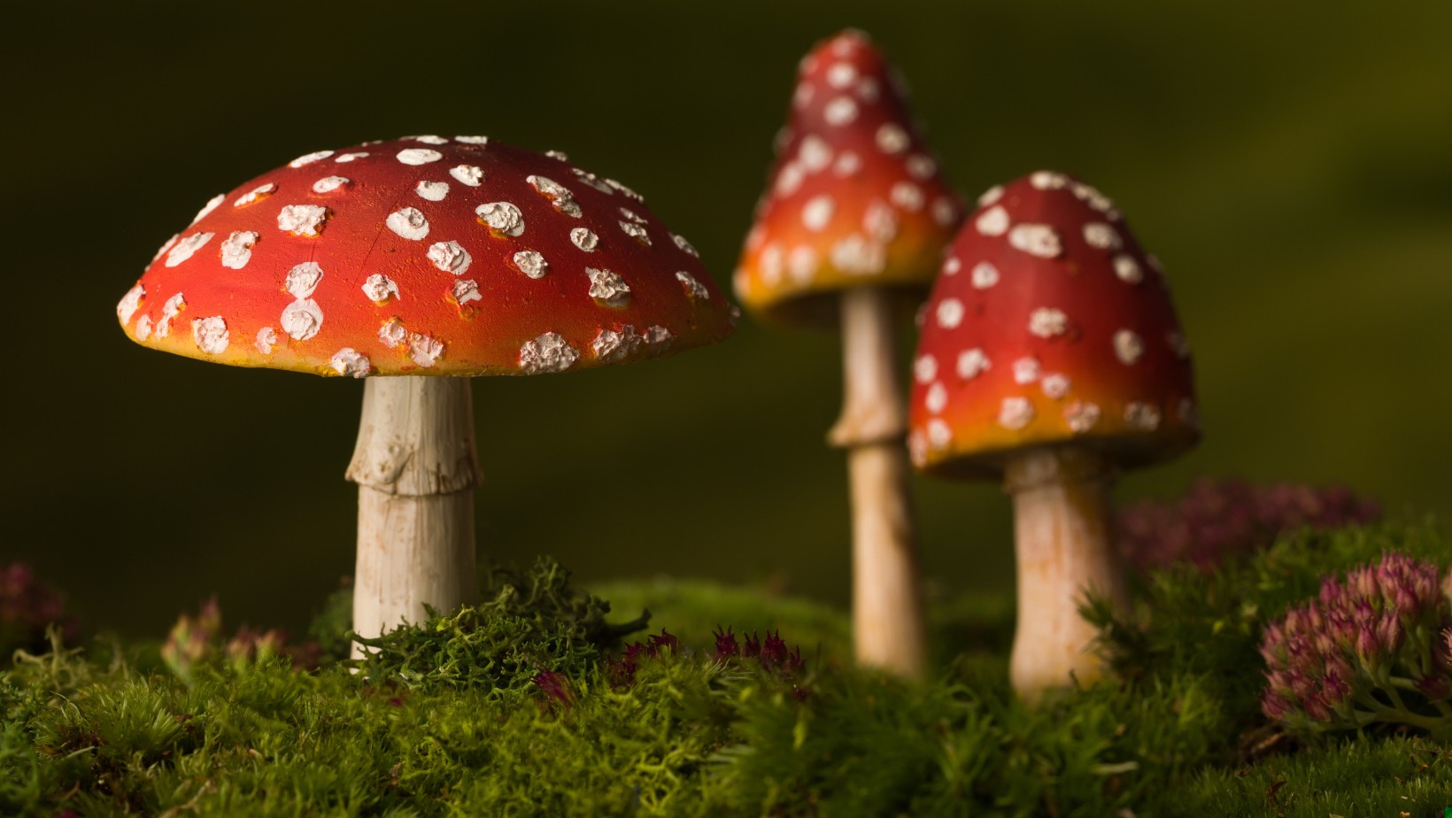 Zdjęcie Niebezpieczne żelki z wyciągiem z muchomorów. Reakcja GIS! #1