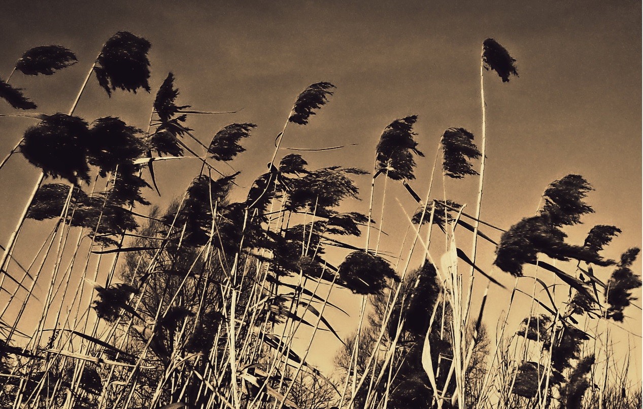 Człowiek jest tylko trzciną, najwątlejszą w przyrodzie, ale trzciną myślącą.