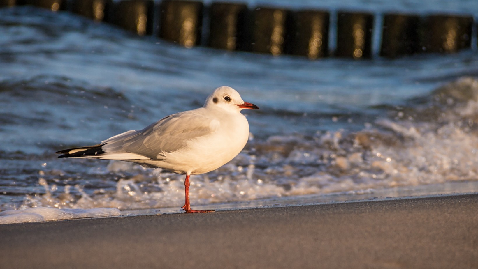 Kara za plażowanie nad Bałtykiem. Mandat nawet 5000 złotych!