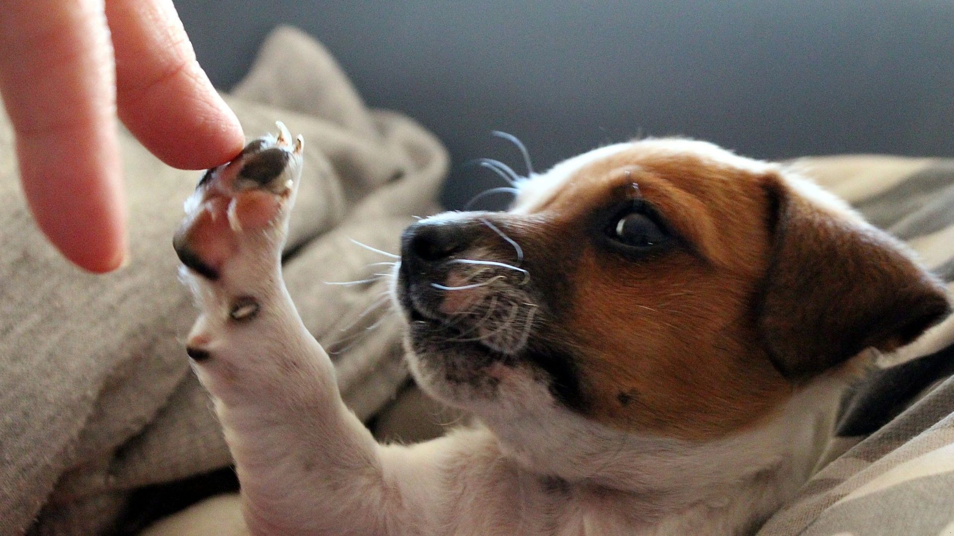 Skąd pies wie, która jest godzina? Okazuje się, że psy mają doskonałe poczucie czasu