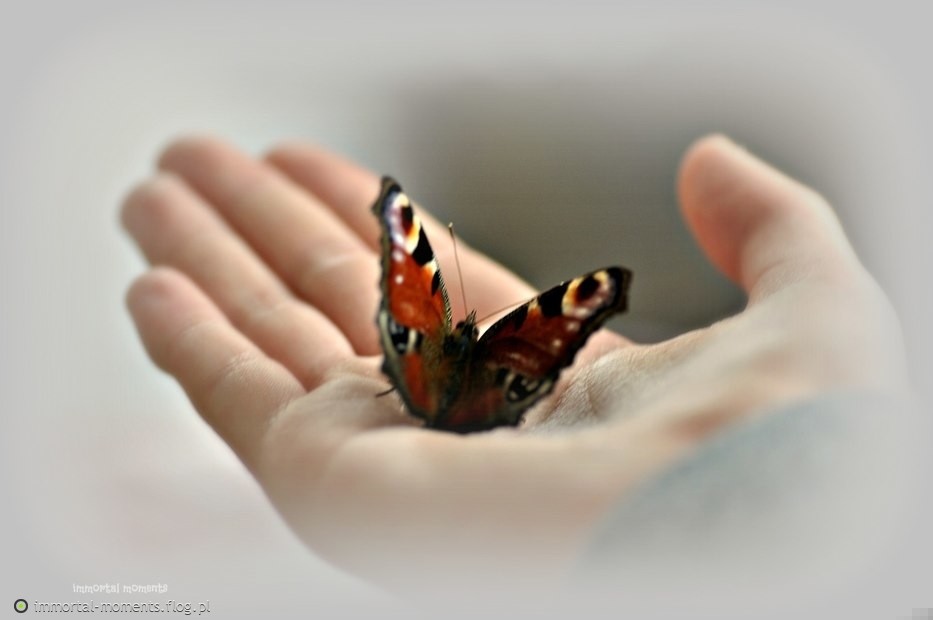 Może gdybyś był motylem w mej dłoni chociaż jeden dzień, …