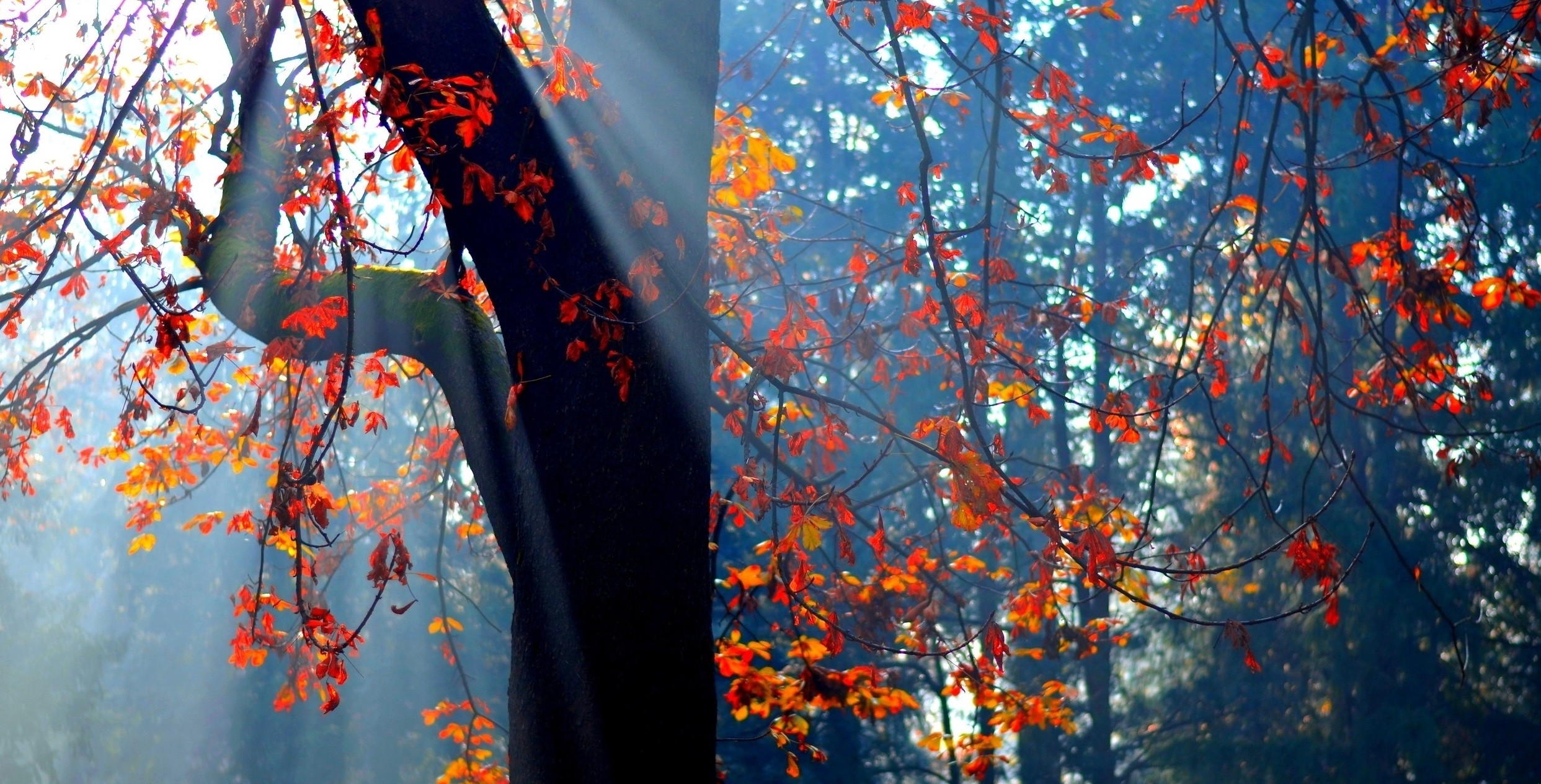 Miłość jest chorobą, z której nikt nie pragnie się wyleczyć. …