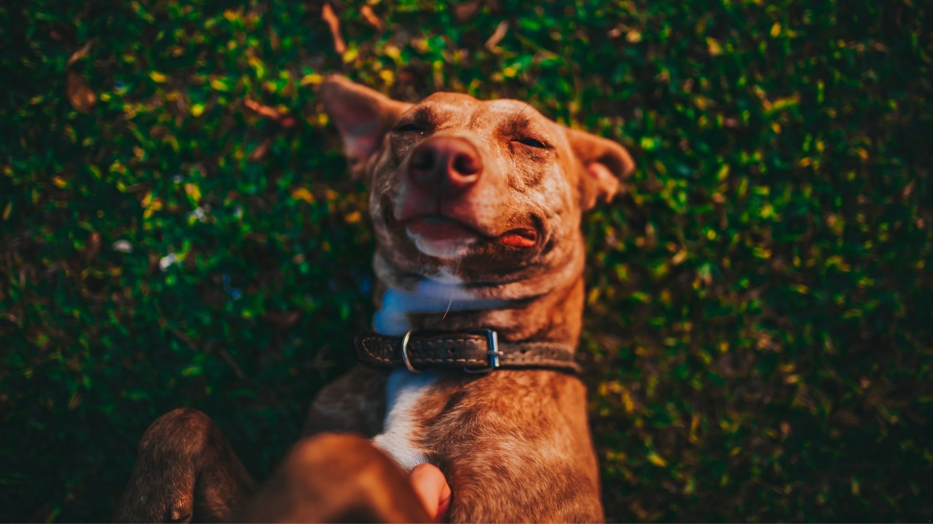 Jakich ludzi psy nie lubią? Sprawdź, czy nie chodzi o Ciebie.
