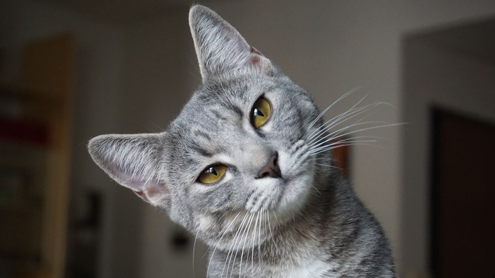 Podatek od KOTA! Kto musi go zapłacić?