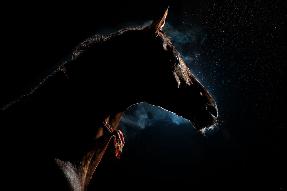 Fortuna kołem się toczy i na pstrym koniu jeździ, a …