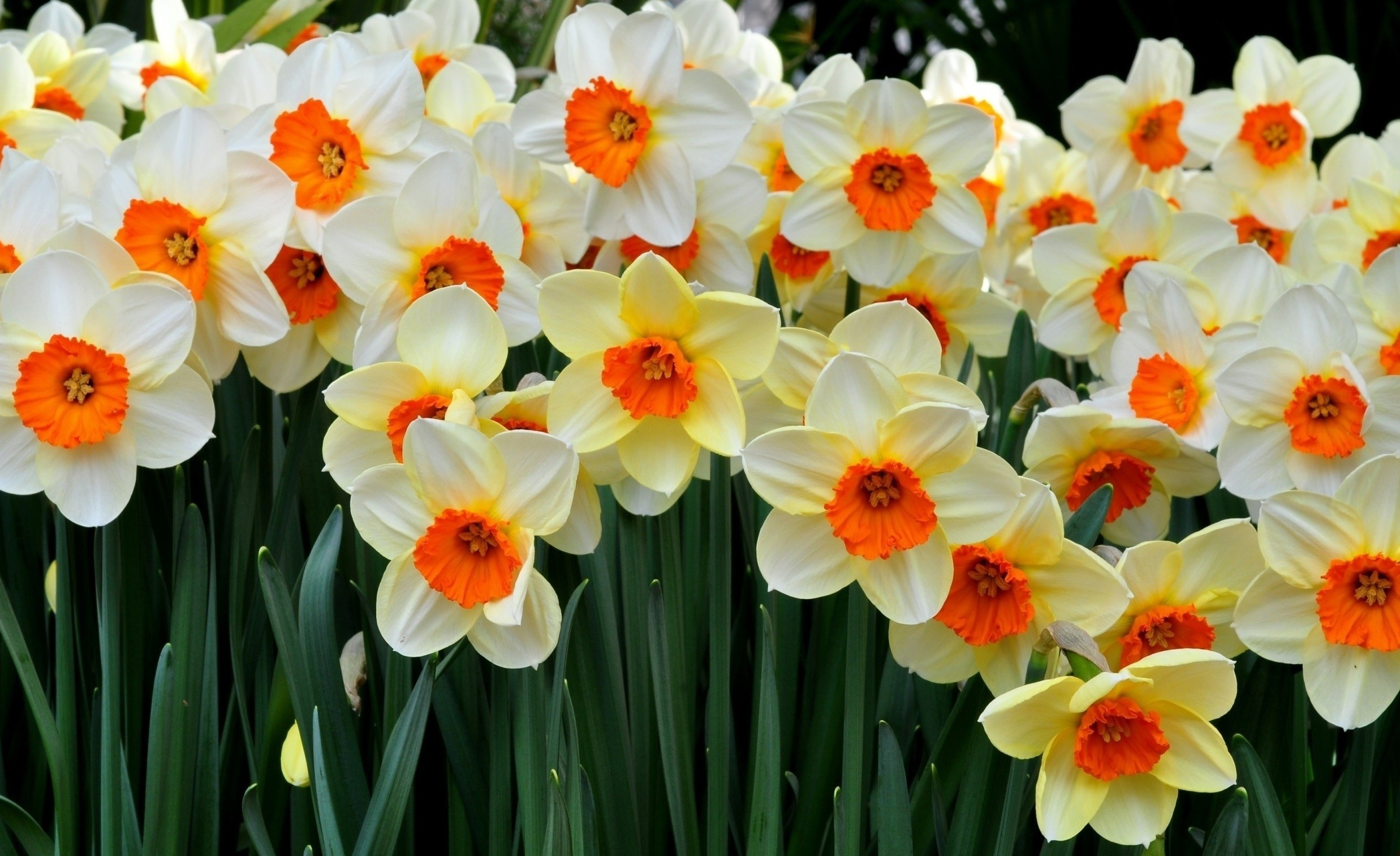 Ludzie są jak kwiaty – cztery miliardy narcyzów.