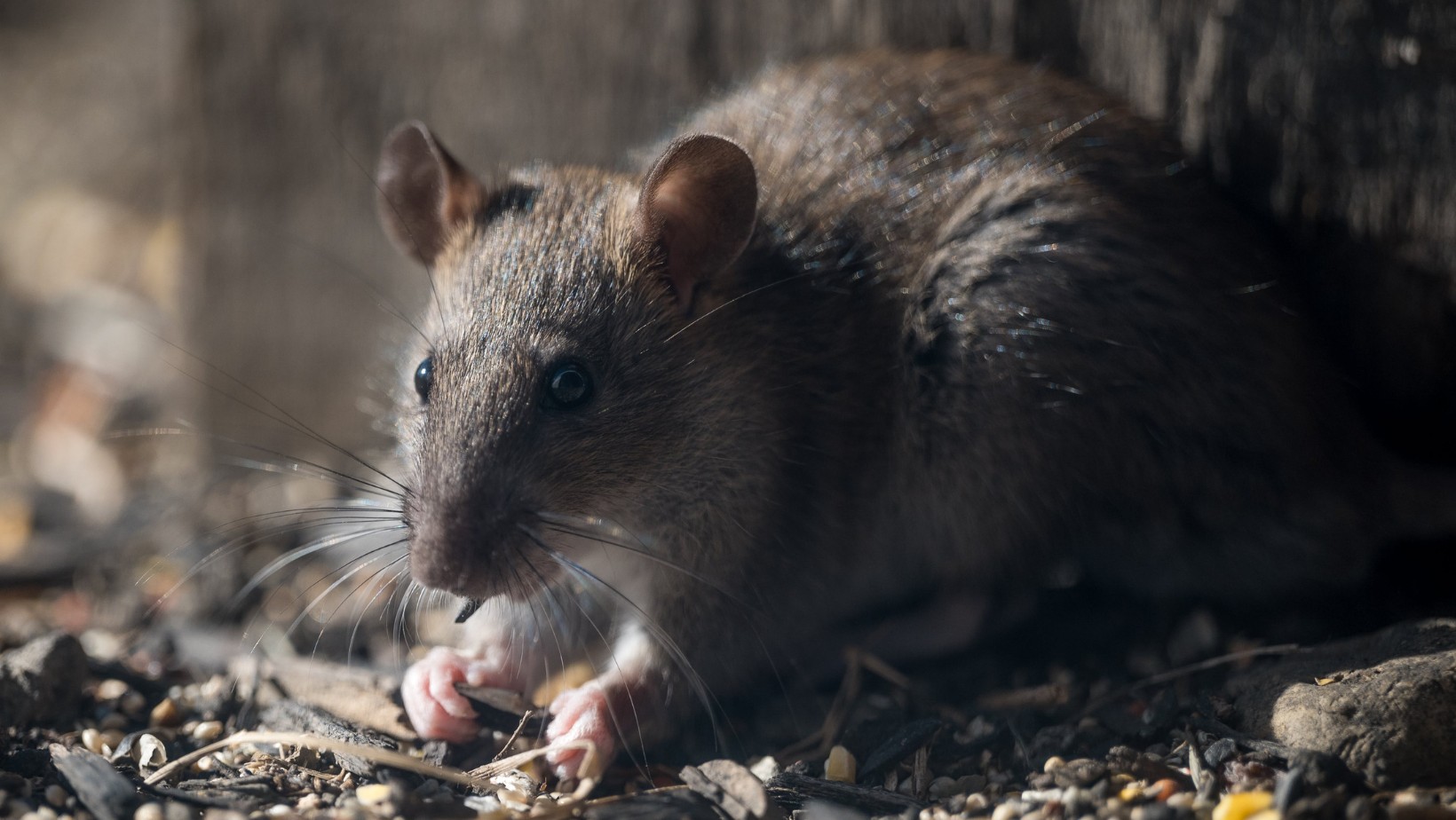 Zdjęcie Szczur zaatakował dziecko we śnie! 2-letni chłopiec walczy o życie! #1