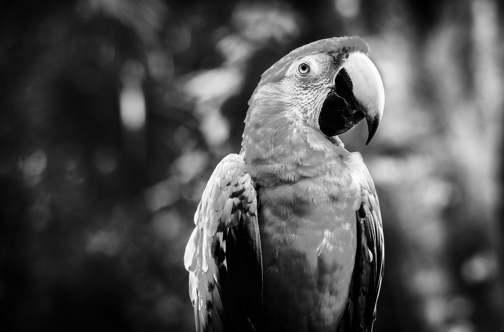 Jak powiedziała jedna mądra, stara papuga: kobieta może wszystko, tylko …