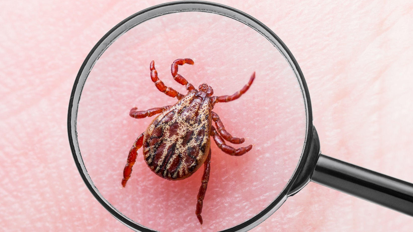 Gigantyczne kleszcze pojawiły się w Polsce? Ekspert ostrzega!