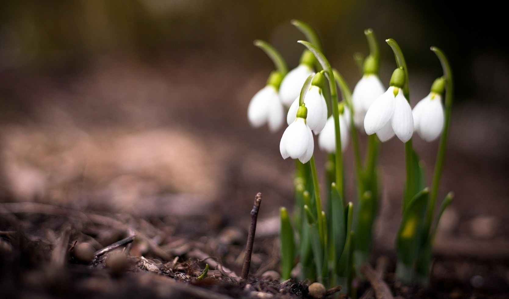 Wolność! ty najpierwsza z własności człowieka, Bez której inne nikną …