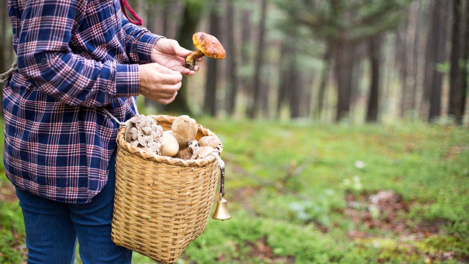 Zbierasz te grzyby? Możesz zapłacić nawet 5000 zł! Sprawdź, czy nie łamiesz prawa