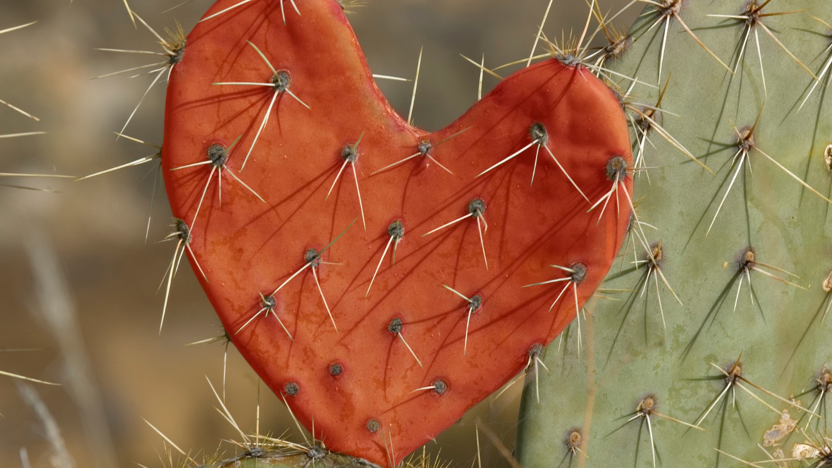 „Miłość to słodkie piekło, z którego uciec umieją tylko naprawdę odważni”